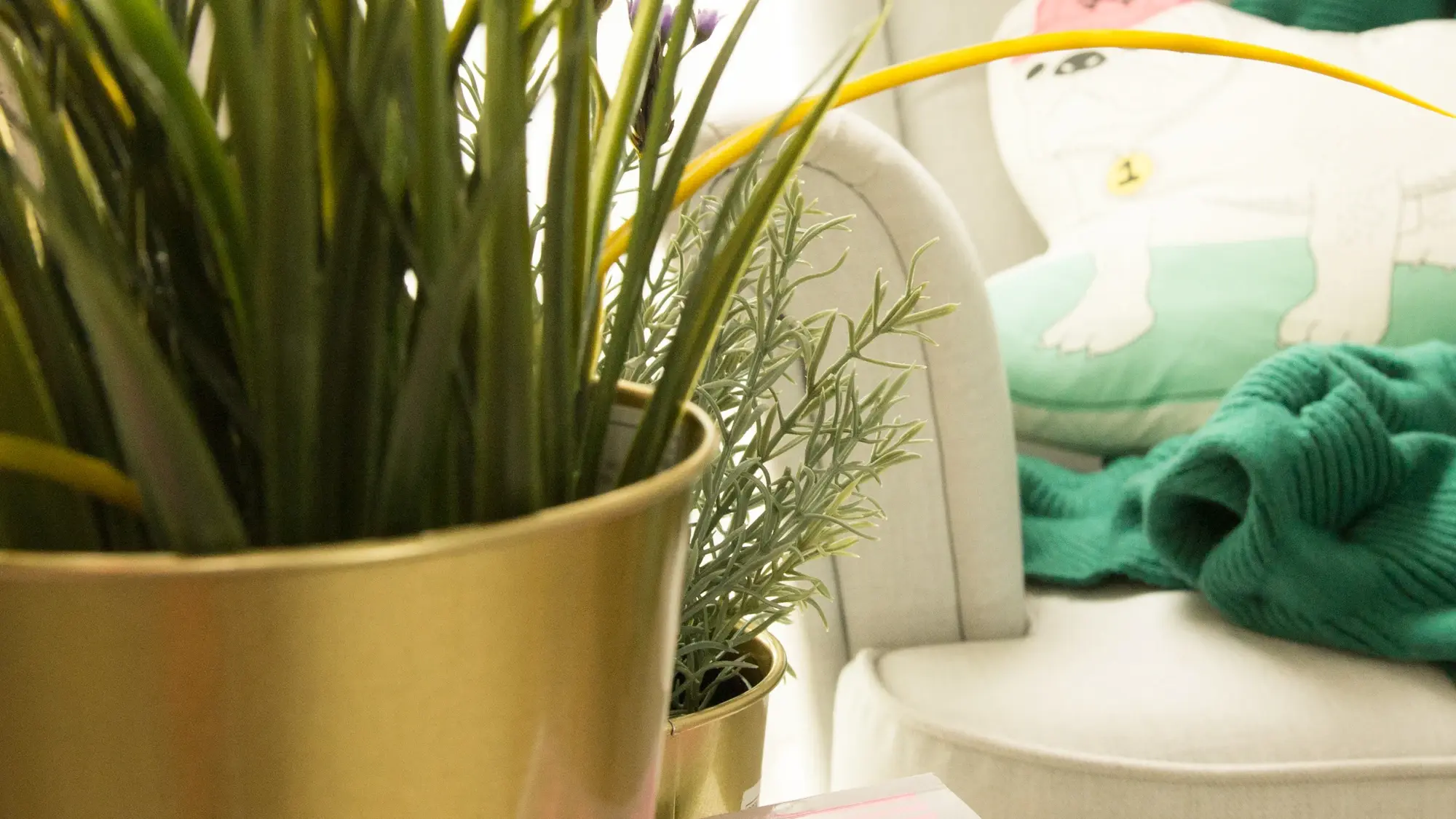 疾控在高烧老人家中找出近200只蜱虫,夏季如何居家防蜱虫?