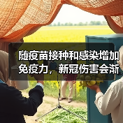 随疫苗接种和感染增加免疫力,新冠伤害会渐低(图1) 随疫苗接种和感染增加免疫力,新冠伤害会渐低(图1)